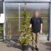 Hornbeam