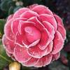 Japanese Camellia 'Black Lace'