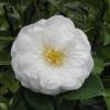 Japanese Camellia 'Le Lys'