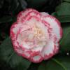 Japanese Camellia 'Margaret Davis'