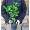 Japanese Camellia 'Margaret Davis'