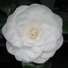 Japanese Camellia 'Nuccio's Gem'