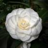 Japanese Camellia 'Nuccio's Gem'