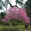 Judas tree