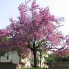 Judas tree