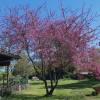 Judas tree