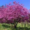 Judas tree