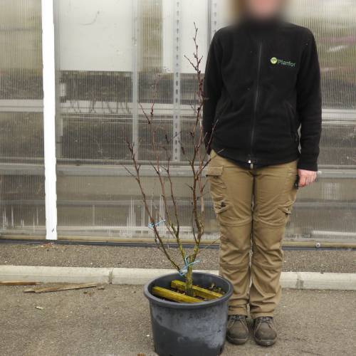 Judas tree buy Judas tree / Cercis siliquastrum