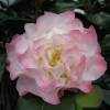 Japanese Camellia 'Nuccio's Jewel'