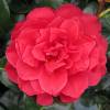 Japanese Camellia 'Tom Knudsen'