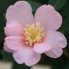 Christmas Camellia 'Plantation Pink'