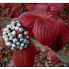 Dogwood, red barked