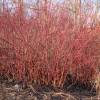 Dogwood, red barked