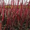 Dogwood, red barked