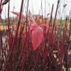 Dogwood, red barked