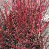 Dogwood, red barked