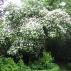White flowering Japan dogwood