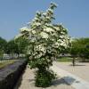 White flowering Japan dogwood