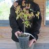 White flowering Japan dogwood