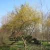 Dogwood, cornelian cherry