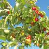 Dogwood, cornelian cherry