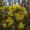 Dogwood, cornelian cherry