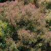 Smoke bush