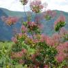 Smoke bush