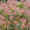 Smoke bush