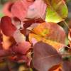 Smoke bush