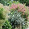 Smoke bush