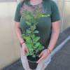Smoke bush