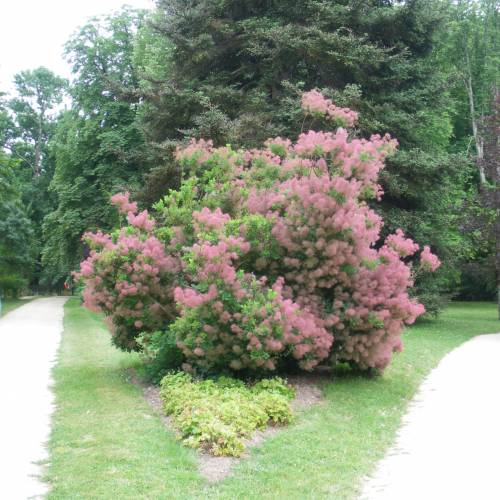 Image of Cotinus coggygria 'Silver Cloud' smoke bush