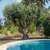 Olive Tree