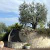 Olive Tree