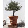 Olive Tree