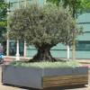 Olive Tree