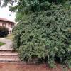 Cotoneaster, Franchetii