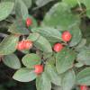 Cotoneaster, Franchetii