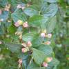 Cotoneaster, Franchetii