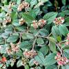 Cotoneaster, Franchetii