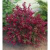 Broom, Scotch 'Boskoop Ruby'