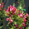 Broom, Scotch 'Boskoop Ruby'