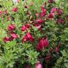 Broom, Scotch 'Boskoop Ruby'