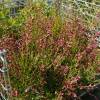 Broom, Scotch 'Boskoop Ruby'