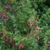 Broom, Scotch 'Burkwoodii'