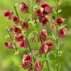 Broom, Scotch 'Burkwoodii'