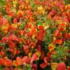 Broom, Scotch 'Lena'