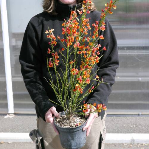 Broom, Scotch 'Lena' buy Broom, Scotch 'Lena' / Cytisus scoparius Lena