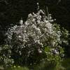 Deutzia, slender